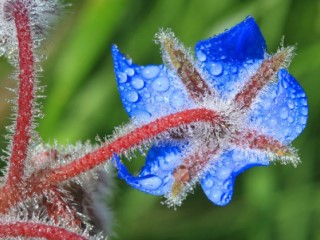 borage starflower for honey