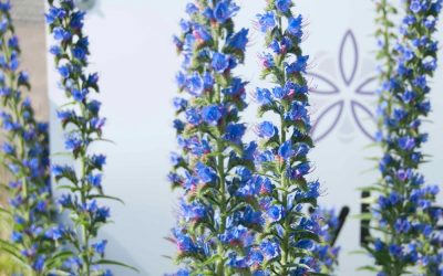 Echium Honey